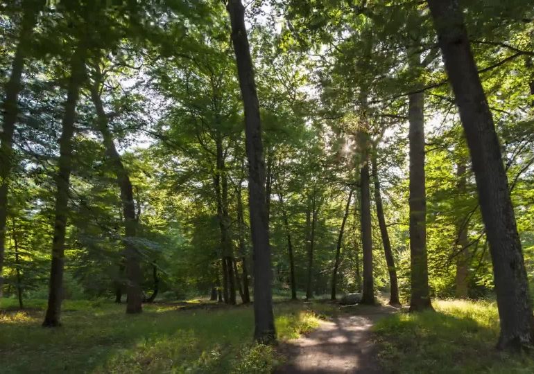 What If Therapy Could Be a Walk in the Woods?